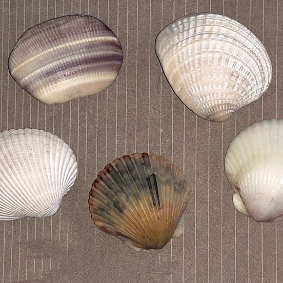 NEW Set of 5 Seashell Magnets Scallops Etc - Picture 6 of 6